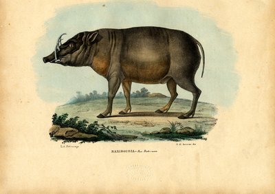 Babirusa, 1863-79 - Raimundo Petraroja